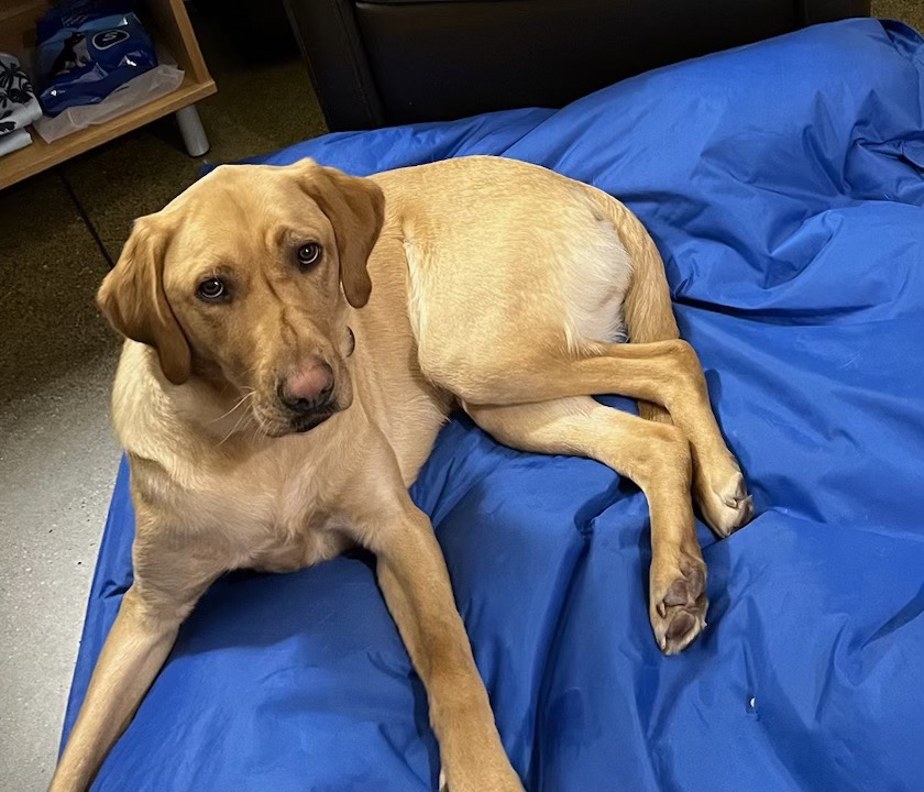 Linen on blue dog bed.