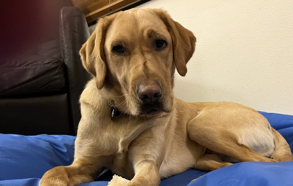 Linen on dog bed